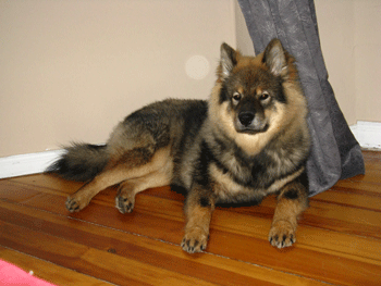 Bjella