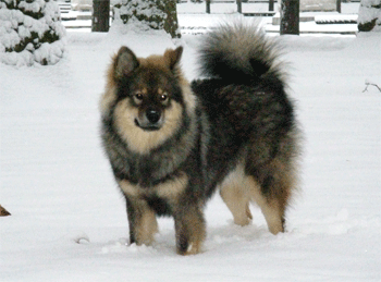 Bjella im Schnee