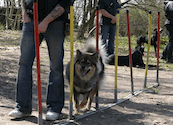 Bjella beim Agility