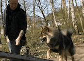 Bjella beim Agility