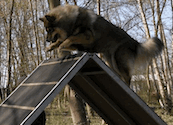 Bjella beim Agility