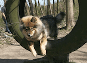 Bjella beim Agility