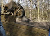 Bjella beim Agility