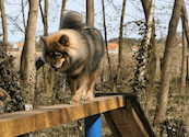 Bjella beim Agility