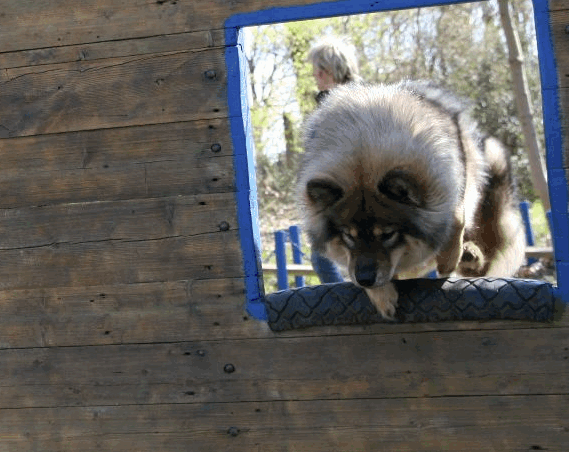 Bjella beim Agility