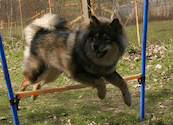 Bjella beim Agility